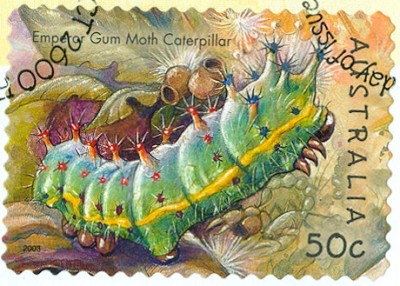 Australien-Insekten-2003-5.jpg