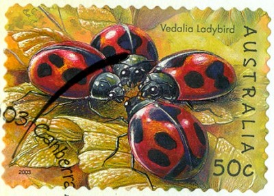 Australien-Insekten-2003-4.jpg