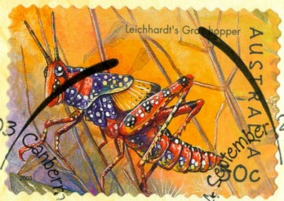 Australien-Insekten-2003-3.jpg