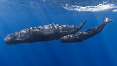 1280px-Mother_and_baby_sperm_whale.jpg