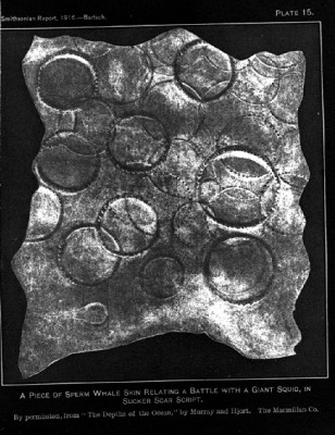 A_piece_of_sperm_whale_skin_with_Giant_Squid_sucker_scars.JPG