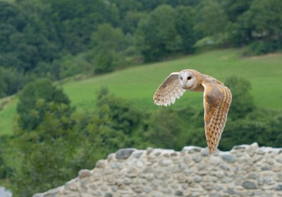 1024px-Tyto_alba_1_Luc_Viatour.jpg