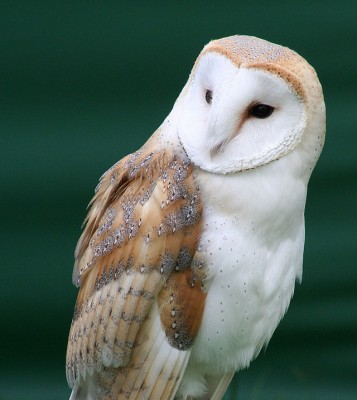 640px-Tyto_alba_close_up.jpg