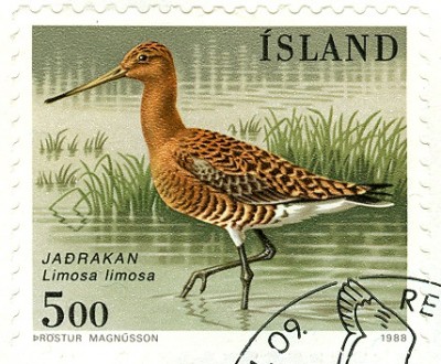 Island Limosa limosa 1988.jpg