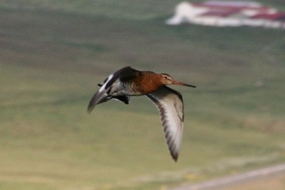 Limosa_Limosa_Islandica.jpg