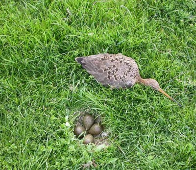 VogelnebenNest.jpg