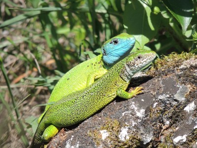 Greenlizard_pair.JPG
