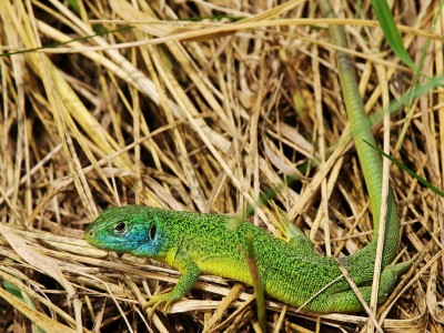 Östliche_Smaragdeidechse_(Lacerta_viridis),_männlich;_aufgenommen_im_Kaiserstuhl.jpg