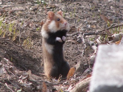 1024px-Hamster.jpg