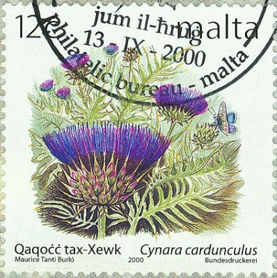 Malta 2000 Pflanzen Cynara cardunculus - Artischocke.jpg
