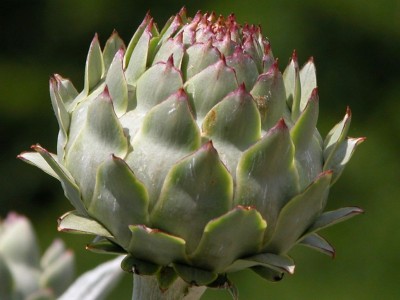 1024px-Braunschweig_Botanischer_Garten_Artischocke.JPG