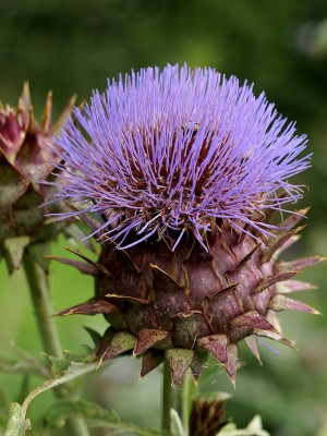 Cynara_cardunculus_(Kalmthout).jpg