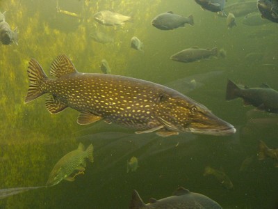 1024px-Esox_Lucius.JPG