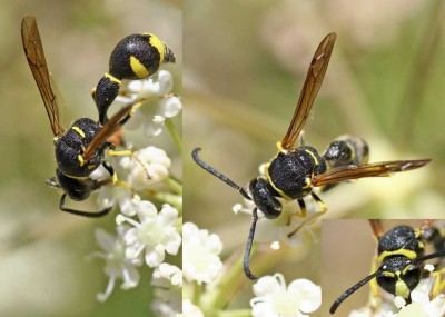 1280px-Eumenes_pomiformis01.jpg