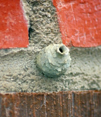 Potter_wasp_nest_6734.jpg