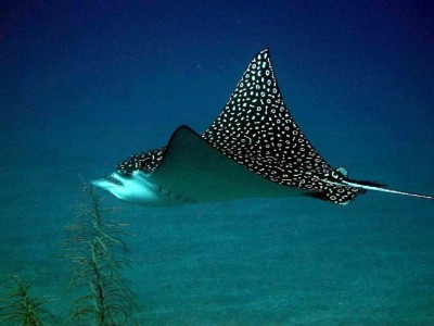 1024px-Eagle_ray_jb.jpg
