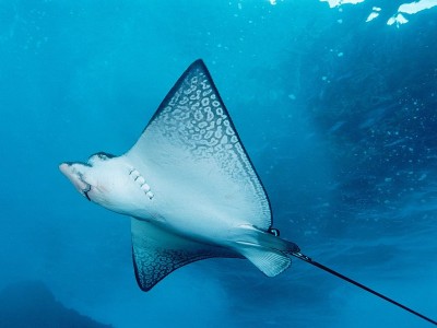 1024px-Aetobatus_narinari.jpg