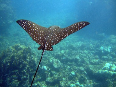 1024px-Spotted_Eagle_Ray_(Aetobatus_narinari)2.jpg
