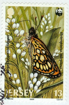 Jersey-MB-5.jpg (148.3 KiB) 1238-mal betrachtet Jersey-MB-5.jpg