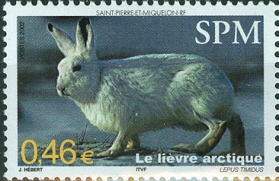 arktischer hase 2002.jpg