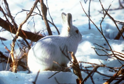 1280px-Arctic_Hare.jpg