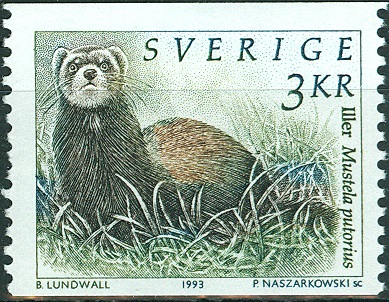 Mustefa putorius 1993.jpg