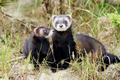 Polecat_pair_geograph.co.uk._2009035.jpg
