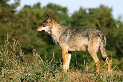 Scandinavian_grey_wolf_Canis_lupus.jpg