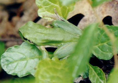 Hyla_meridionalis_-_Mittelmeer_Laubfrosch.jpg