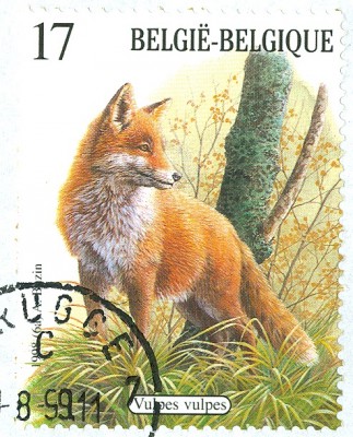 Belgien Rotfuchs.jpg