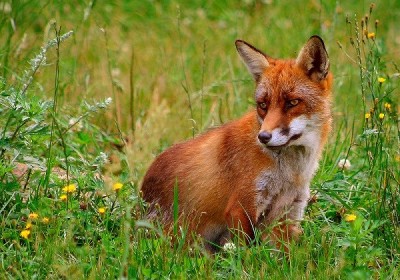 Rød_ræv_(Vulpes_vulpes).jpg