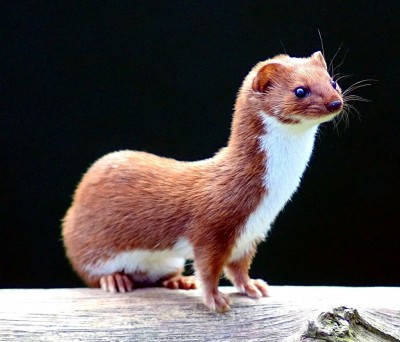 1024px-Mustela_nivalis_-British_Wildlife_Centre-4.jpg