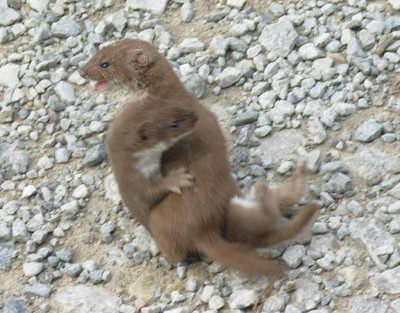 Mustela_nivalis_(two,_fighting).jpg
