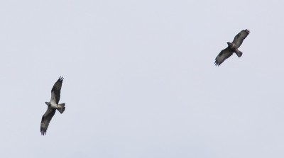 Pandion_haliaetus_&_buteo_buteo_am.jpg