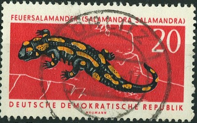 DDR Feuersalamander.jpg