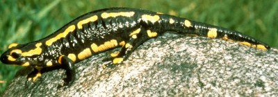 Feuersalamander_gebändert1.jpg