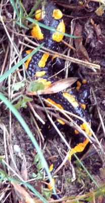 Feuersalamander.jpg