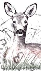 Ricke2 Detail.jpg