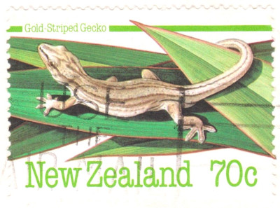 gecko1.jpg