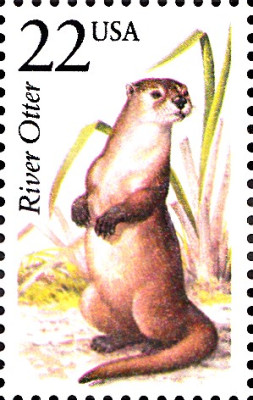 Otter.jpg