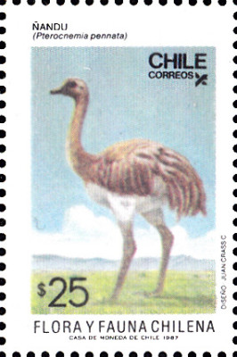 Nandu.jpg