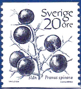 schlehe 5.jpg