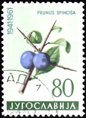 schlehe 2.jpg