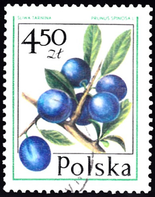 schlehe1.jpg