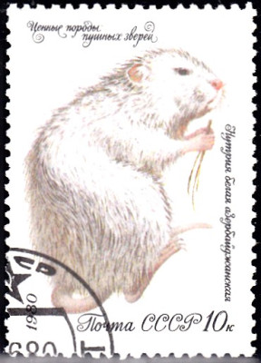 nutria.jpg