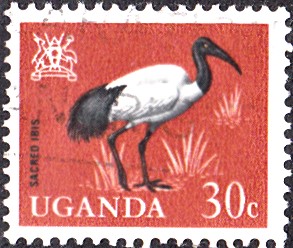 ibis 2.jpg