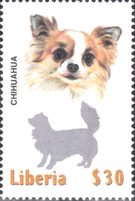 chihuahua1.jpg