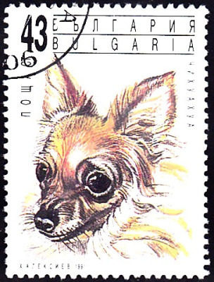 chihuahua3.jpg