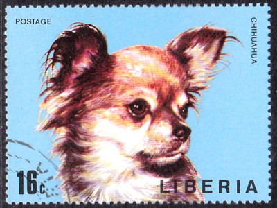 chihuahua2.jpg