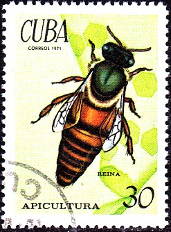 bienenkönigin.jpg